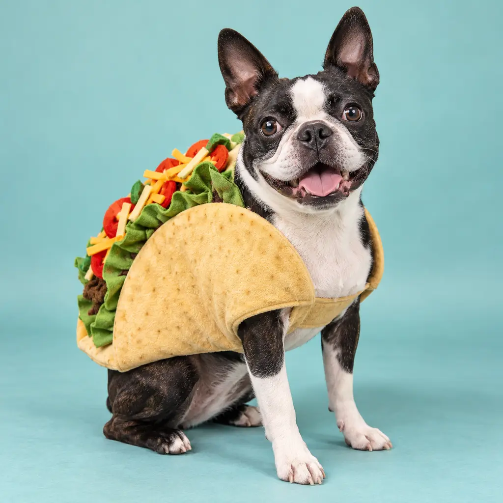 Taco pet portrait